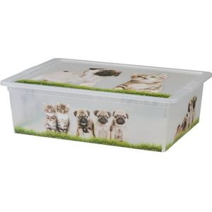 Kis Cbox Puppies En Kittens L | Manden & boxen