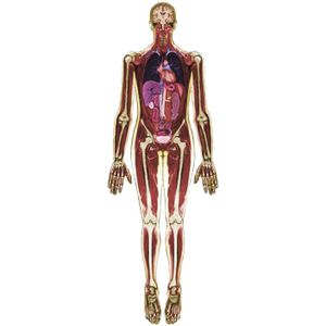 MRI-Scan Lichaam - 3dlg. - Inclusief 1 MRI-scan van 150 cm en 2 organenscans