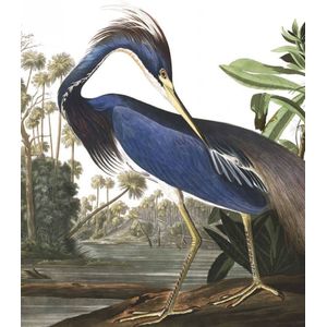 Behangpaneel Louisiana Heron