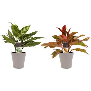 Decorum Combi 1 x Aglaonema Maria 1x Aglaonema Crete met Anna taupe ()