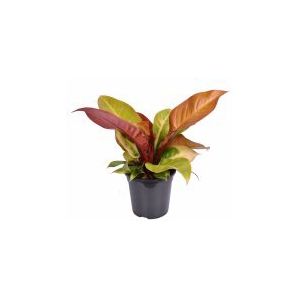 Philodendron Prince of Orange  (PPOORANGE.19)