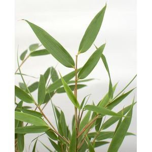 â€˜Fargesia Rufaâ€™ (Bamboe) in ELHO outdoor sierpot Greenville (groen) (FARUFA23)