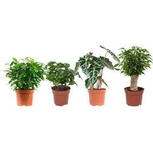 Combibox hippe kamerplanten  (&Prime;Ficus Green Kinky, Coffea Arabica, Alocasia Polly, Ficus benjamina)