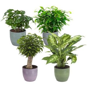 Combibox kamerplanten met Bergamo sierpot in trendy kleuren (Ficus Green Kinky, Coffea Arabica,Dieffenbachia Compacta , Ficus Natasja)