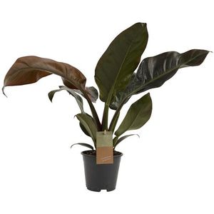 Decorum Philodendron Imperial Red Feel Green (640257)