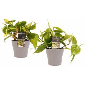 Decorum Duo Philodendron Brazil - Philodendron Scandens met potten Anna Taupe ()