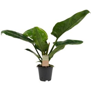 Decorum Philodendron Imperial Green Feel Green (640256)