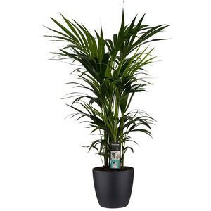 Decorum Kentia Palm - Elho brussels black (27120DECO)