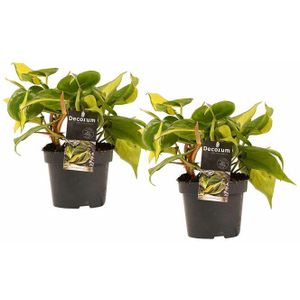 Decorum Duo Philodendron Brazil (DP12B115)