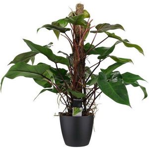 Decorum Philodendron Red Emerald met ELHO brussels black (dpred80)