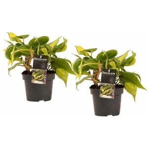 Decorum Duo Philodendron Brazil - Philodendron Scandens ()