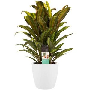 Decorum Cordyline Kiwi toef met Elho brussels white (deco ki 19)