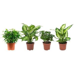 Combibox hippe kamerplanten (Ficus, Koffieplant, Dieffenbachia compacta en Camilla) (&Prime;Ficus Green Kinky, Coffea Arabica,Dieffenbachia Compacta , Dieffenbachia Camilla)