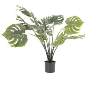 Philodendron Monstera - small