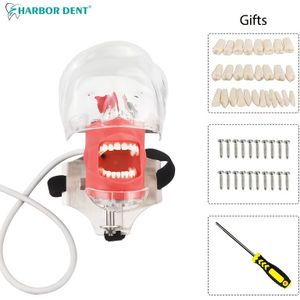 Tandheelkundige Simulatie Eenvoudige Hoofd Gietsteen Verwijderbare Tanden Prep voor Orthodontische Restauratie Hoofd Gietsteen Mondelinge Onderwijsmodel