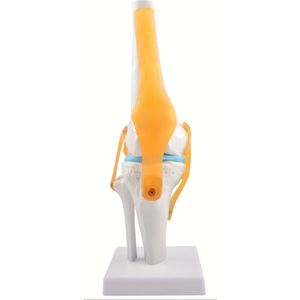 Flexibel Menselijk Kniegewrichtsmodel met Ligamenten - 1:1 Levensgroot, Lichtgewicht Displaybasis - Ideaal voor Onderwijs & Patiëntbegrip