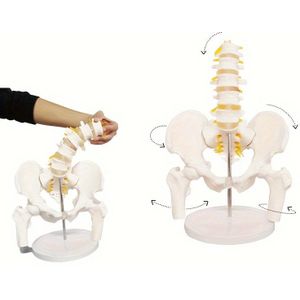 Menselijk en Lendenwervelkolom Model, 1:1 LevensGroot, Realistisch, Beweegbare Femurkoppen, PVC, Nederlands, Educatief Hulpmiddel voor Medische Studenten en Patiënt Demonstratie