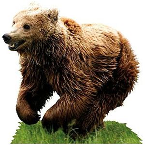 1art1 Beren Shaggy Brown Bear Poster-Sticker Wall-Tattoo 80x80 cm