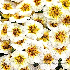 100 semi di fiori bianchi gialli Frostfire
