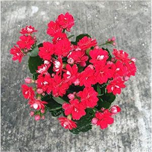 Bloom Green Co. 100 PCS Inverno Pot Kalanchoe Bonsai Longevità Fiore Piante in vaso Piantare Stagioni piante da fiore piante per giardino: 4