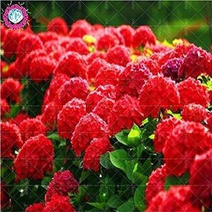 SwansGreen 1 : 10pcs/pack Red Hydrangea Seeds Mixed Hydrangea flower seeds Home Plant seed Bonsai seedViburnum flower Seeds Plant seed for home garden 1
