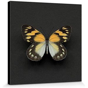 1art1 Vlinders Poster Kunstdruk Op Canvas Delias Butterfly, Alyson Fennell Muurschildering Print XXL Op Brancard | Afbeelding Affiche 30x30 cm
