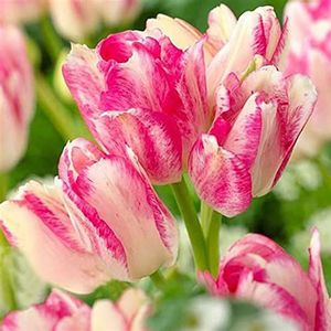 Haloppe 50 stks Tulp Bloemen Planten Zaden voor Thuis Tuin Planten, Tulp Zaad Natuurlijke Geurige Bonsai Zaad voor Kas Roze