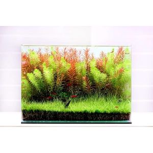 Gebogen Garden Tank Big | klein aquarium van glas | nano-glazen bak met afgeronde hoeken | Premium Aquascaping aquaria | 38 liter - 45 x 28 x 30 cm