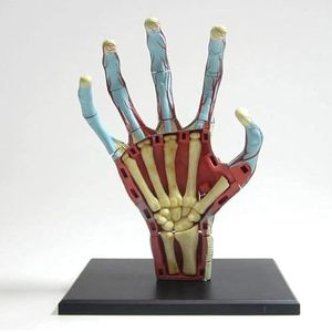 Educatieve Model Hand Anatomie Afneembare Anatomie Model 28 Menselijke Hand Vasculaire En Spier Anatomie Model Puzzel Speelgoed