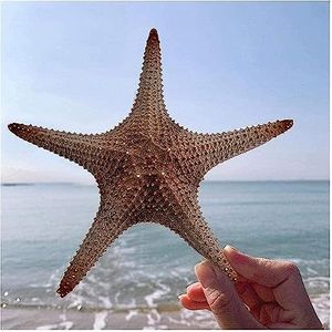 Het strand schelpen, het strand zelf kunstwerk Grote zeester DIY Craft decoratieve ornamenten21-38cm Oversize Natural King Starfish Grote Shell Conch Red Seashell Beach Crafts (Size: 34-36cm)(34-36cm)