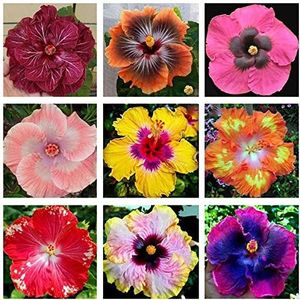 Zaden voor het planten,200 Stks/zak Hibiscus Coralline Zaden Rustieke Zonneschijn Liever Bloeiende Levendige Hibiscus Coralline Zaden voor Bonsai - Hibiscus Coralline Seeds