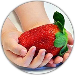 Giant Strawberries - Fragaria Ananassa - Strawberry Seeds - Ca. 150 zaden - Grootste aardbei ter wereld - Intense smaak - Rijk aan vitamines