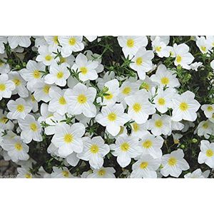 Semi Coppa Fiore - White Robe (Nierembergia Hippomanica bianco Robe) 200 semi