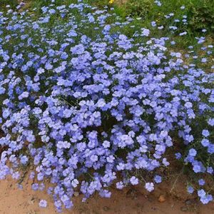 200 stuks blauwe linnen plantenzaden, tuincadeaus voor vrouwen, zadencadeau Vlas blauwe zaden - Linum perenne - kruiden balkon, tuincadeau winterharde planten voor balkon, zeldzaam