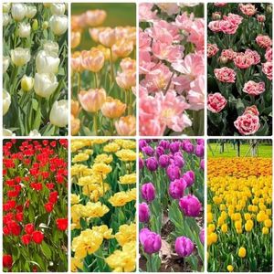 30 stuks tulpenbollen, winterharde vaste plant - uien, bodembedekkers, winterharde tulpenbollen, tulpenbollen, voorjaarsbloeiende tuinbollen, praktische cadeaus, lentebloemen