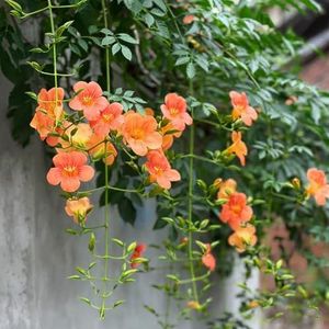 50 stuks trompetbloemplantenzaden - winterharde planten voor balkons, winterharde vaste planten voor de volle zon (Campsis grandiflora) biologische zaden, klimplant, bijenvriendelijke bloemzaden