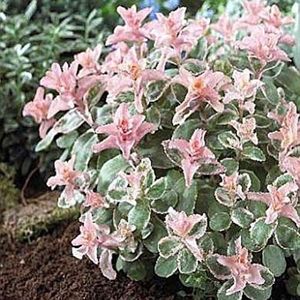 GERMINATION Seeds: Sedum Finger Carie kompakte Trockenheit tolerant 2.5"" pot = 1 Topfpflanze en Direct: Only Seeds