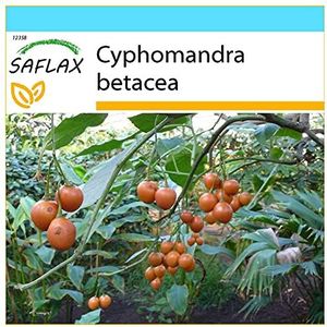 SAFLAX - Cadeauset - Tropische Tomatenboom/Tamarillo - 50 Zaden - Met geschenkdoos, kaart, etiket en potgrond - Cyphomandra betacea