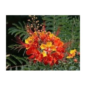 Tropical Oasis Red Bird of Paradise CAESALPINIA PULCHERRIMA 10 Seeds by