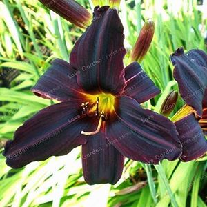 Seeds. 50 PCs/bag Hemerocallis Bonsai Tawny Daylily in pots Seedsflower flower the bonsai plants of the flower Gift: 4: Only seeds