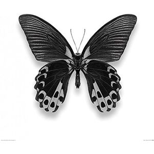 1art1 Vlinders Poster Papillon I, Alyson Fennell Kunstdruk Reproductie 60x60 cm