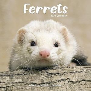 Ferrets Kalender 2024