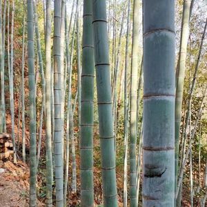 40 stuks bamboe plantenzaden - geschenken tuin, Fargesia spathacea, geschenken voor verhoogde bedden voor balkonplanten voor zonnige plaatsen potplanten winterharde vaste plant