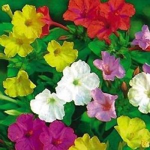 100 semi Clock O Quattro (Mirabilis Jalapa Mix) Sementi di fiori