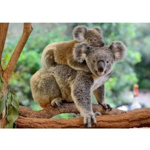 Koala Moeder En Kind 500 Stuks Leuke Puzzel Stevige Foto Puzzel Thuis Games Diy Grote Puzzels Draagbare Houten Puzzel