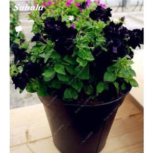 Seeds 50 pc Petunia Hybrida Seed of flower in pots Balcony Pedunia of drags seeds colored flowers hanging petunia seeds for the house garden of 7: Only seeds