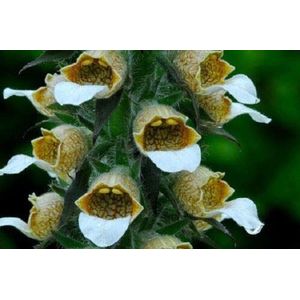 50+ Bronze and White Foxglove Digitalis/Perennial Flower Seeds:Seeds