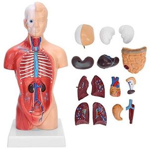 Menselijk Torso Model, Nauwkeurige Anatomie Menselijk Torso Model PVC voor Ziekenhuizen voor Onderwijs Hulpmiddel voor Lichamelijke Gezondheid Onderwijs voor Scholen