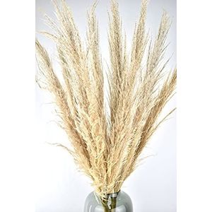 Natuurlijk Bloemen - Pampas Pluimen - 10 stuks - Decoratie Pluimen - Droogbloemen - 70 cm (Beige, 70)