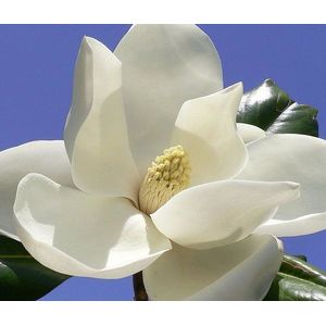 Magnolia grandiflora, esotico albero in fiore FRAGRANT FIORE pianta rara, 15 semi